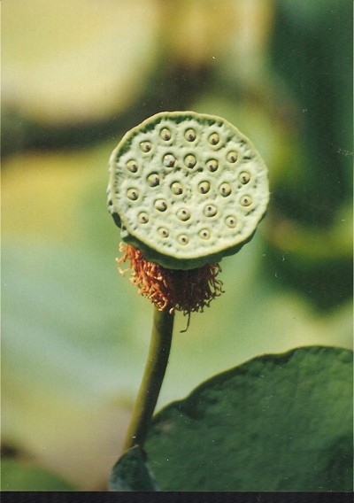 Fruchtstand einer Lotusblume