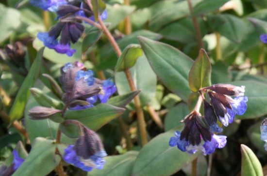 Das blaublühende Azurblaue Lungenkraut Pulmonaria angustifolia Azurea