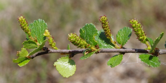 Einzelner Zweig der Zwergbirke mit männlichen Blüten