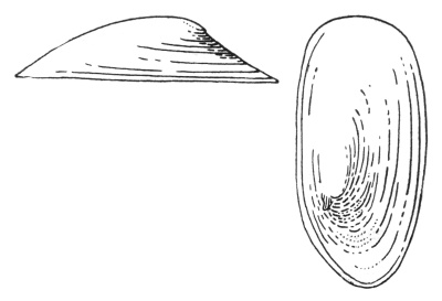 Schalenform der Teichnapfschnecke
