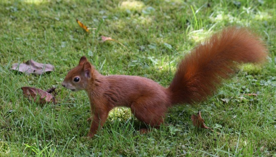 Eichhörnchen im Garten