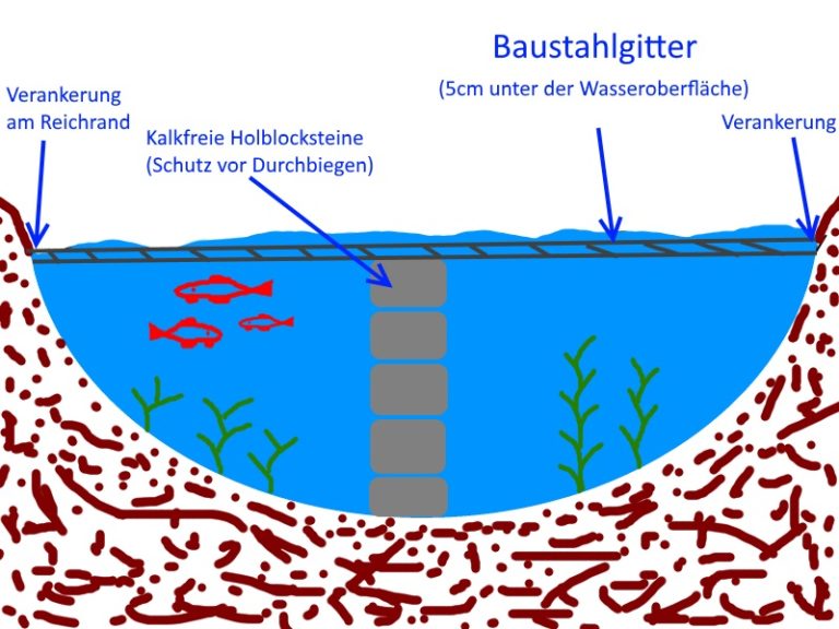 Fische im Gartenteich halten | Gartenteich Ratgeber