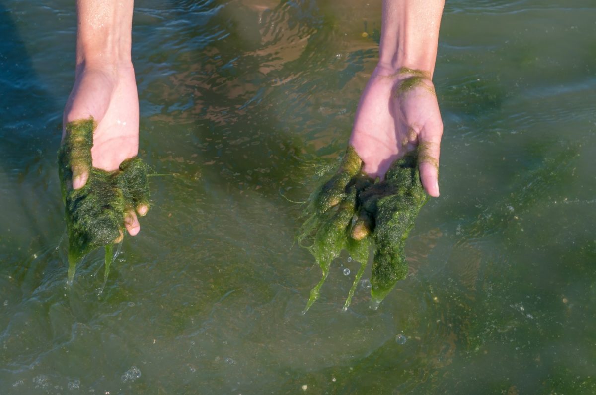 Gartenteich - Der große Ratgeber zu Teichpflanzen, Fischen und Teichbau