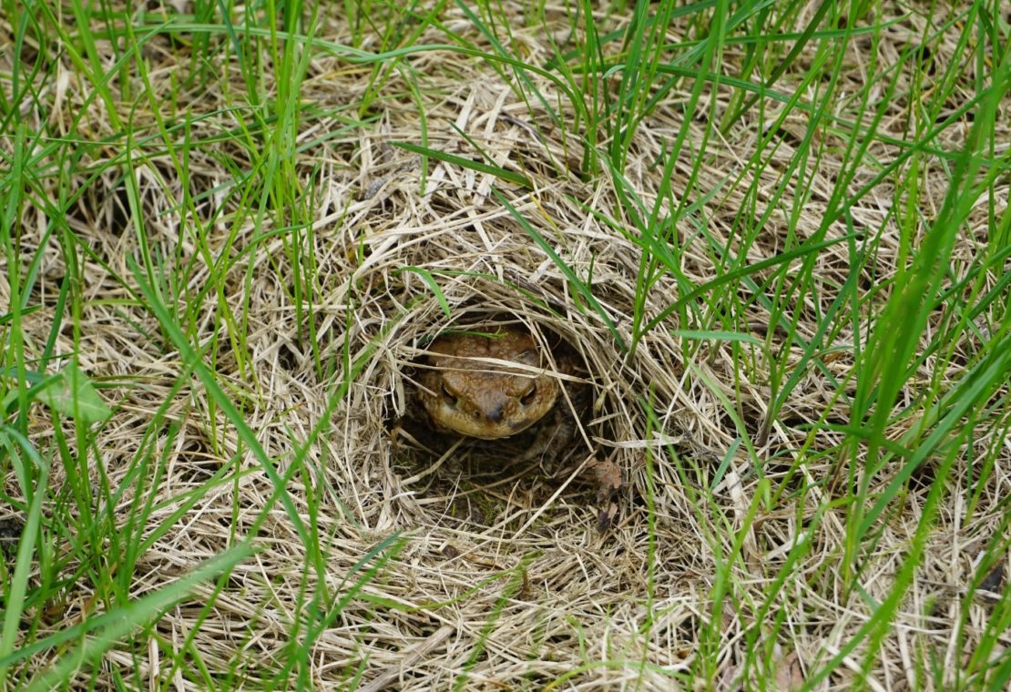 Erdkröte �Bufo bufo� Steckbrief, Ernährung, eine Kröte im