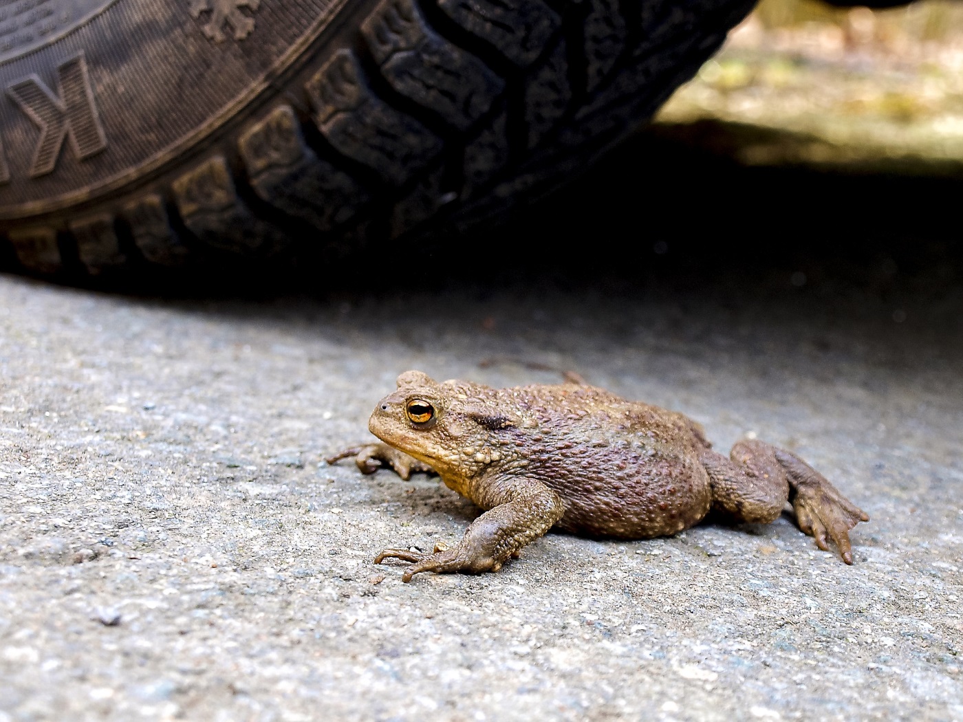 Erdkröte �Bufo bufo� Steckbrief, Ernährung, eine Kröte im