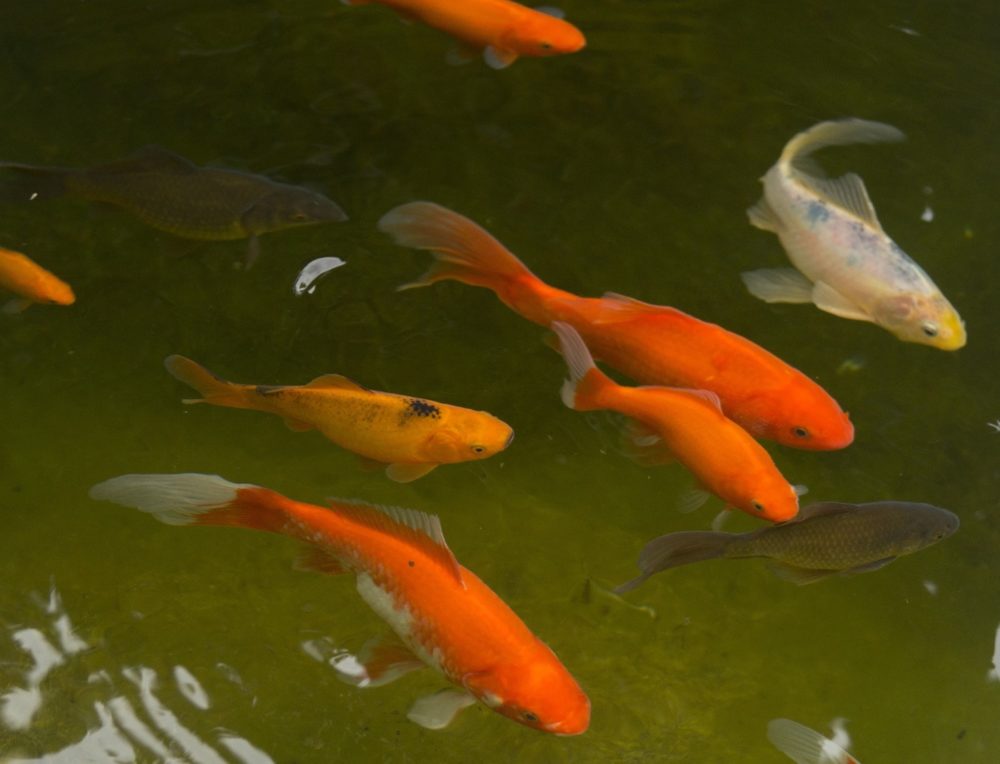 Die Goldfisch im Portrait: Lebensraum, Ernährung und Zuchtsorten