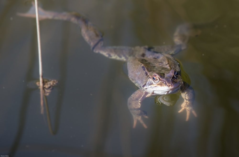 Schnelle Hilfe - Was tun, wenn das Teichwasser trüb ist? Die Tipps helfen!