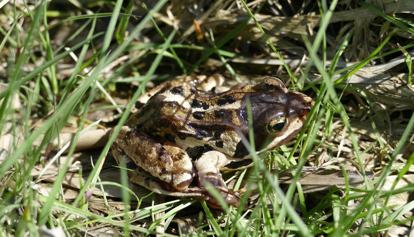 Moorfrosch: Steckbrief, Lebensraum, Ernährung und Fortpflangung