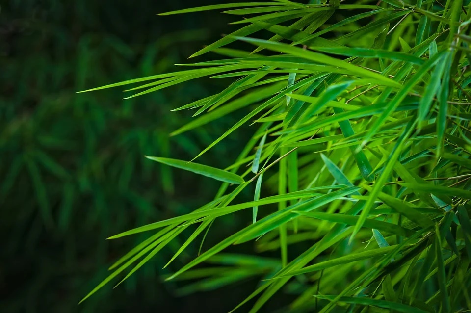 Bambus Blätter