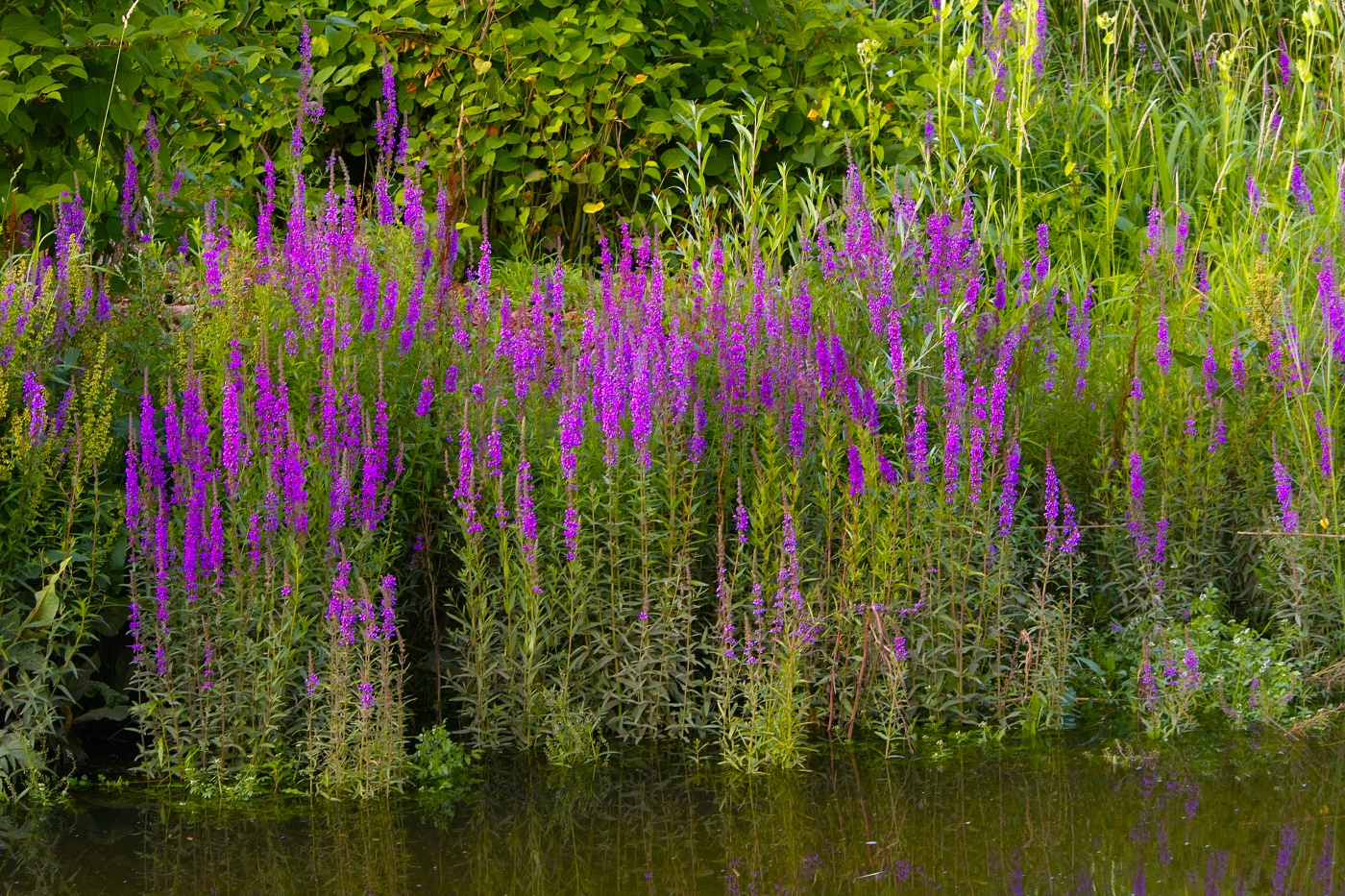 Blutweiderich (Lythrum salicaria) im Portrait - Standort, Pflege und Blüte